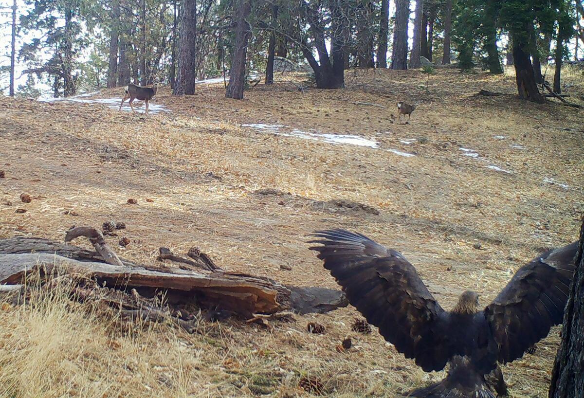 Photo of a golden eagle and a mule deer in the Tehachapi Mountains north of Los Angeles.