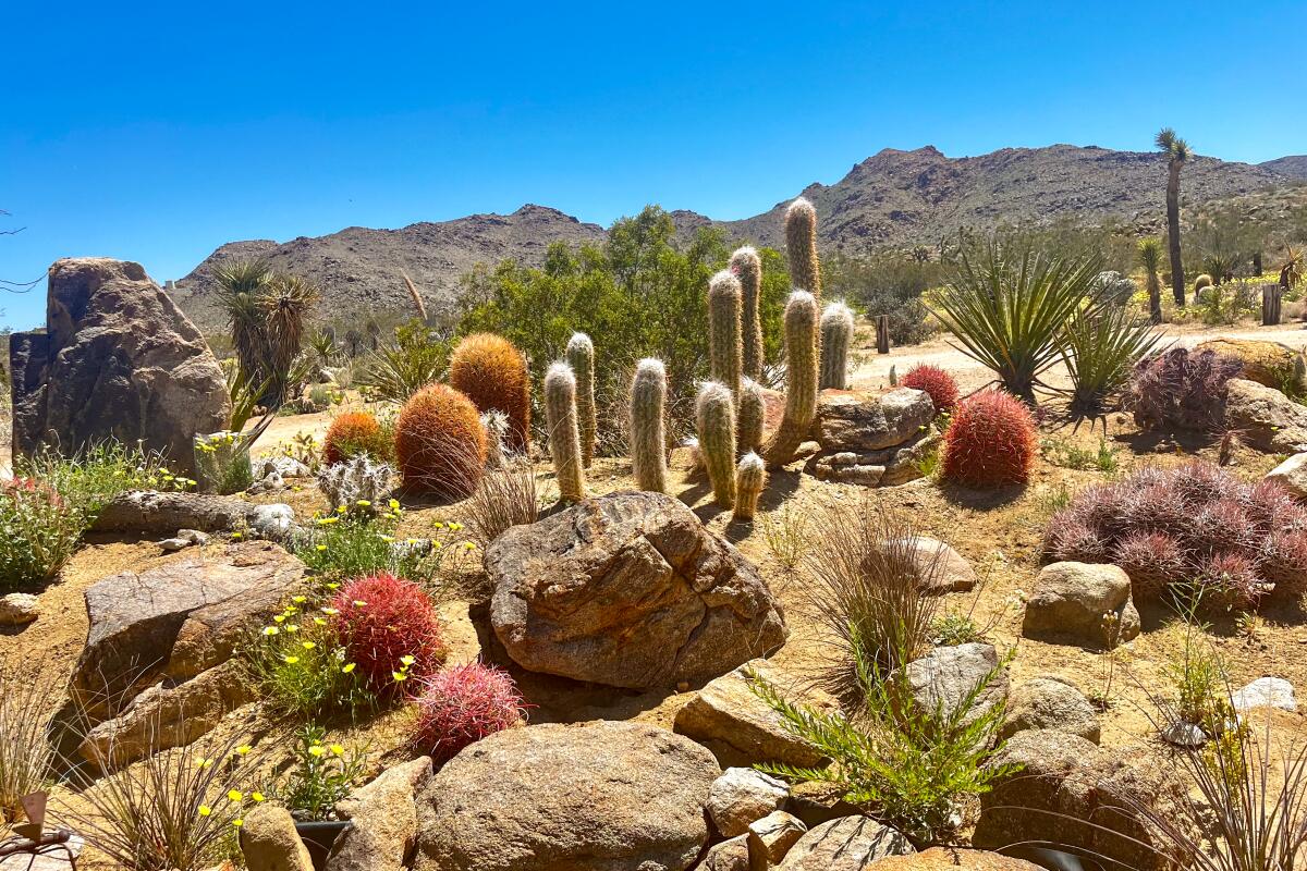 Rocks and cactus fill a desert garden landscape. 
