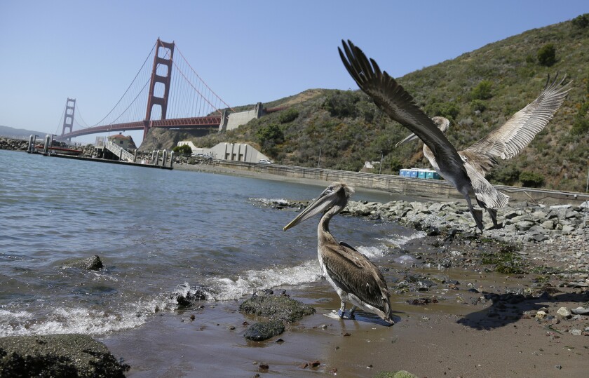 Brown Pelicans