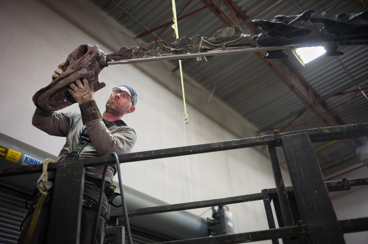 A man positions a dinosaur skull on an armature.