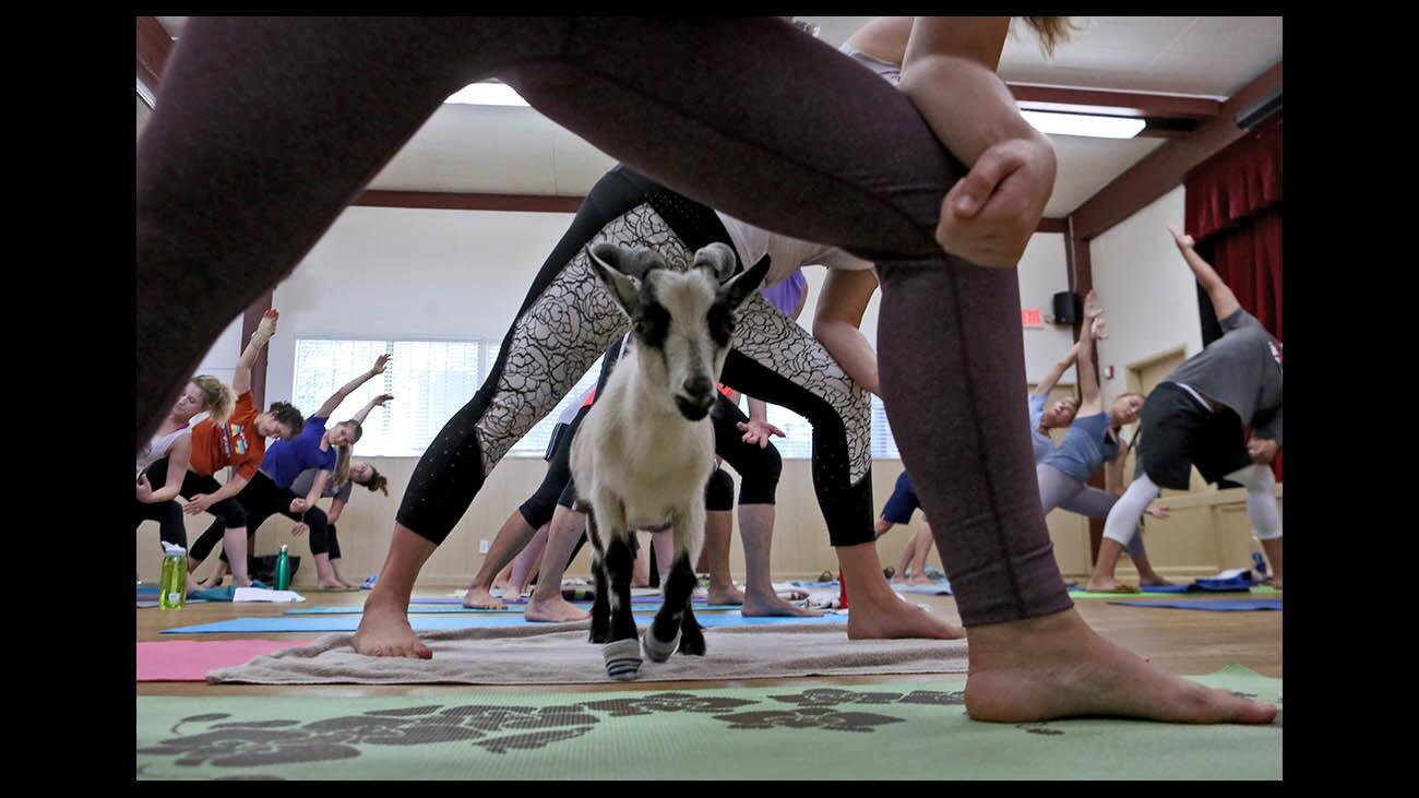 Pink Power Goat Yoga and Brunch - L.A. Parent