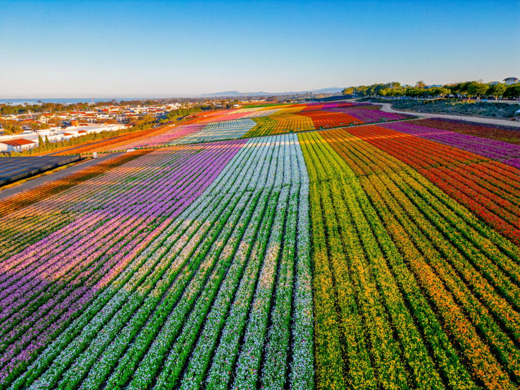 Flelds You'll feel like you're in Oz at Carlsbad's magical flower fields - Los ...