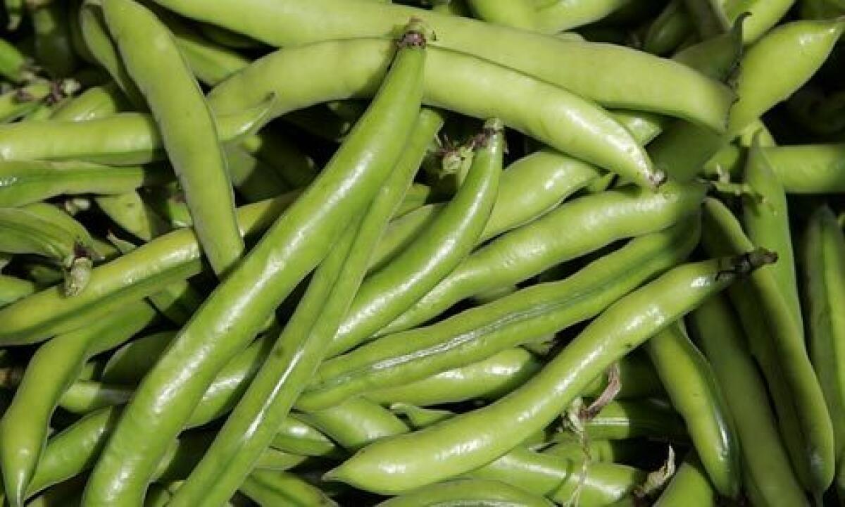 GREEN: Nothing promises spring like a fava bean.