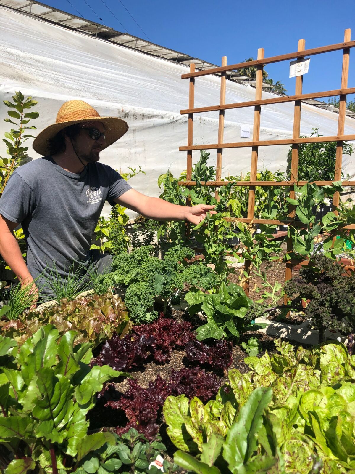 The veggie garden at Anderson's La Costa Nursery.