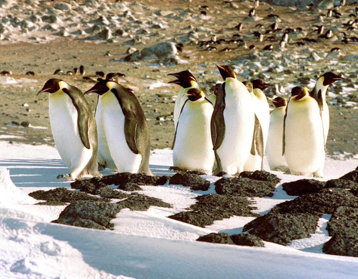Penguins may look tastefully attired, but they lack the genes for two types of taste that other birds have, according to a new study.