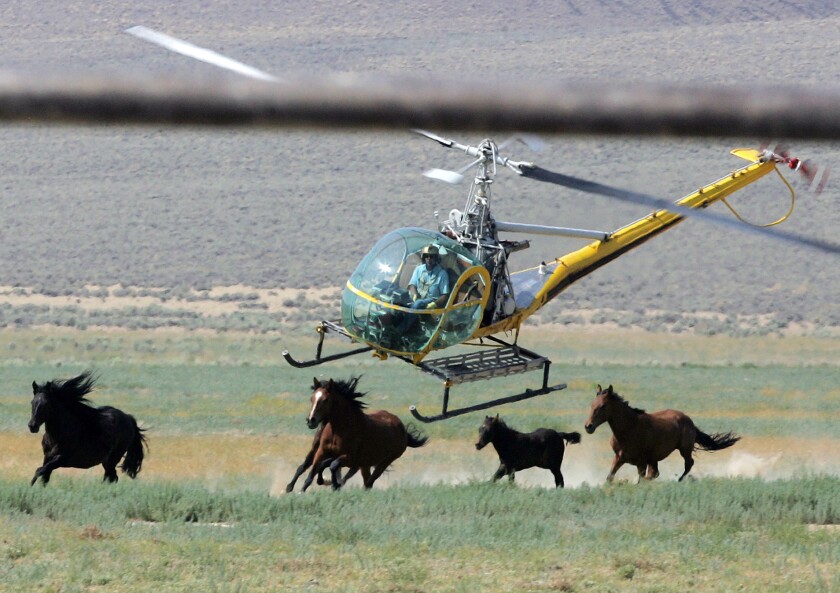 A livestock helicopter pilot rounds up wild horses 