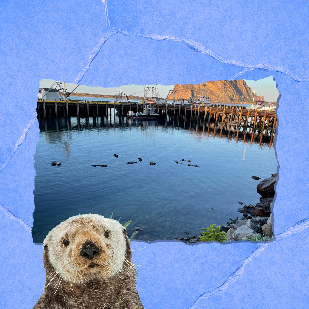 Sea otters in a shallow Morro Bay cove.