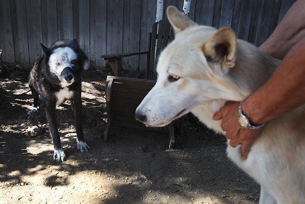 At home with a wolf pack