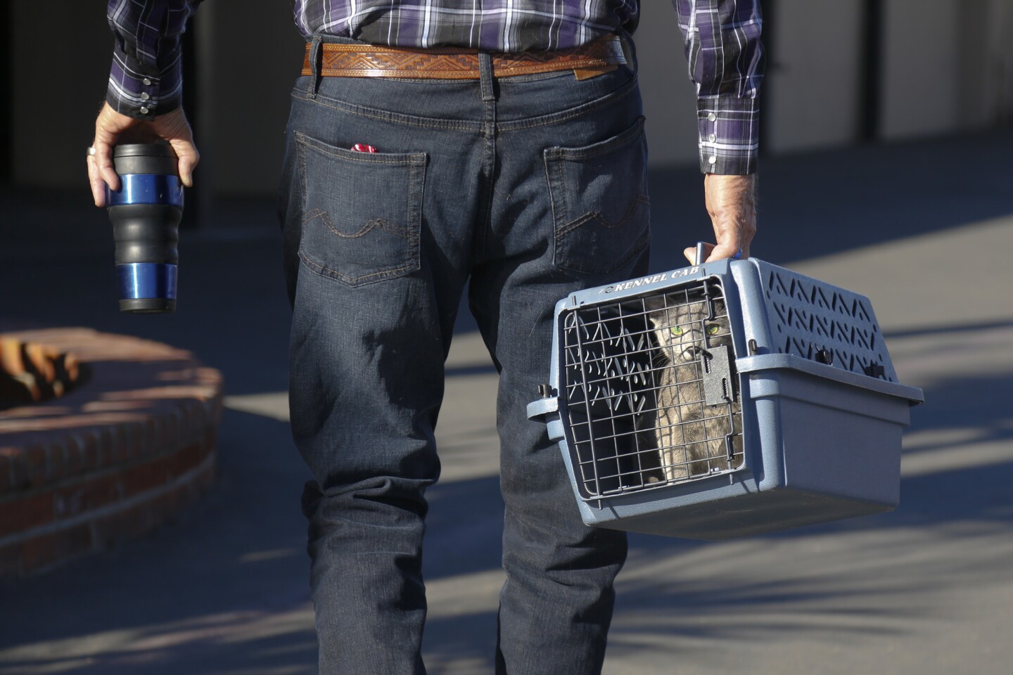 A cat carried in a kennel heads into the CFA's San Diego Cat Show, "Food and Water Bowl XXVI" held at Del Mar on Sunday.