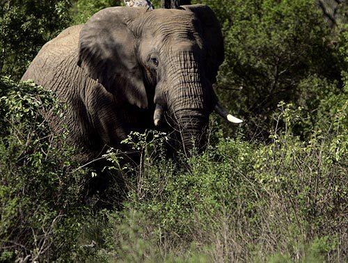 Elephants