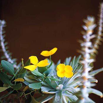 Dendromecon harfordix, left; Dudleya anthonyi, right.