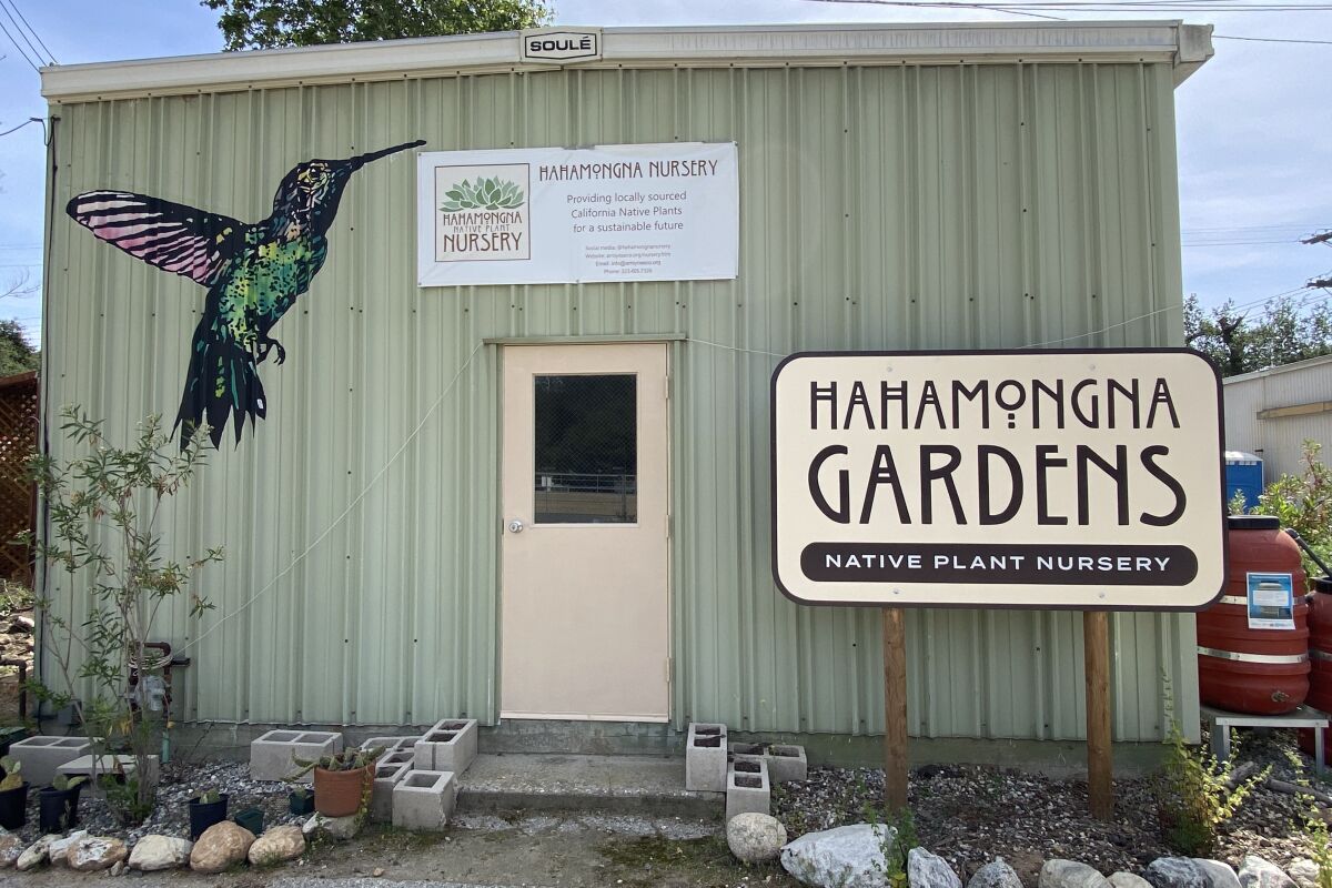 A shed with a large hummingbird painted on it and a "Hahamongna Gardens" sign 