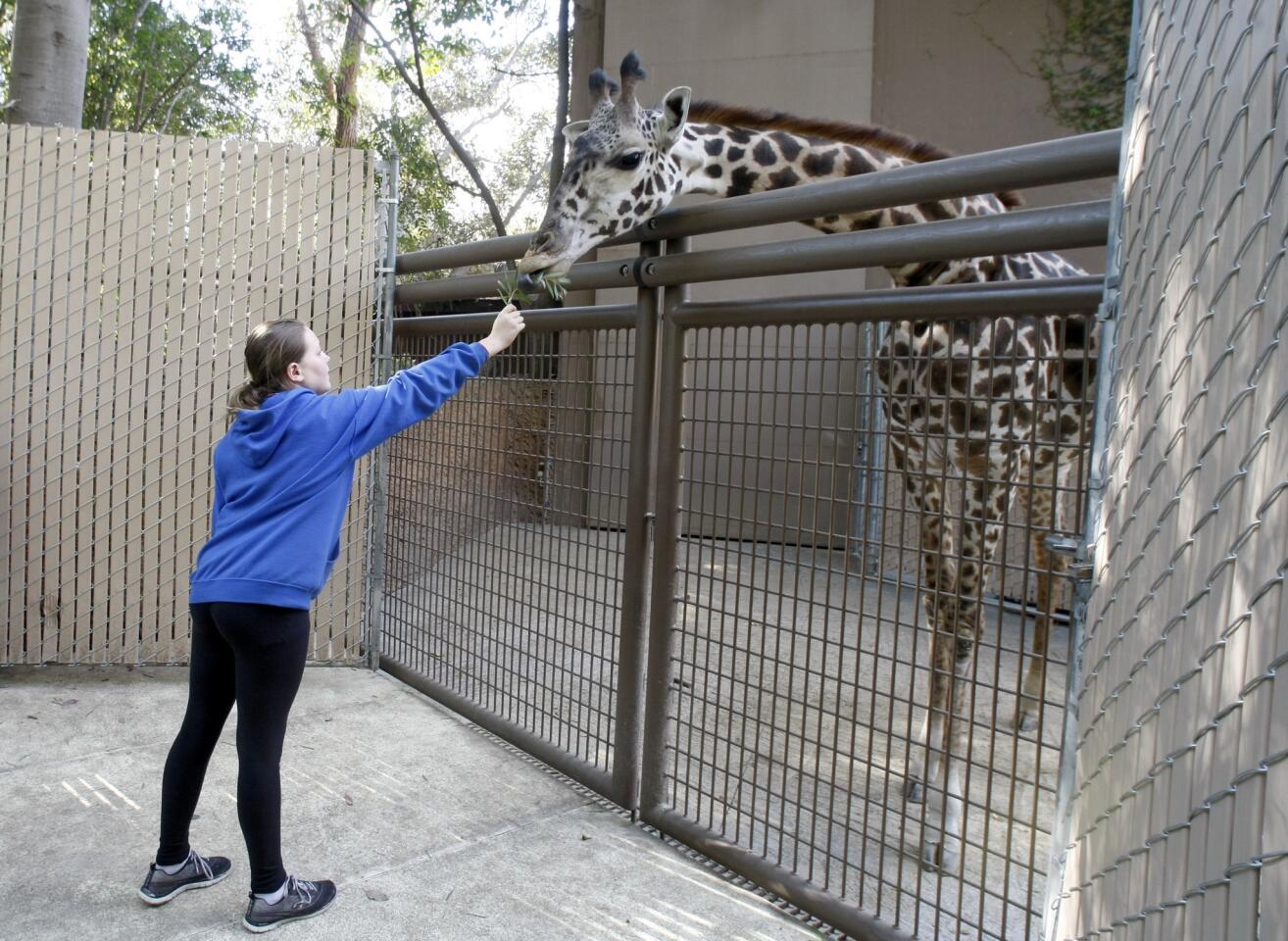 Anastasia Zubkoff, 11 of Los Angeles, feeds a giraffe named Zanibon at the Los Angeles Zoo Giraffe Feeding media preview at the zoo in Los Angeles on Thursday, Feb. 16, 2017. Guests can experience a one-on-one encounter with the giraffes. Giraffe feeding costs $5 and hours are daily at 11 a.m. and 2:30 p.m. at the giraffe exhibit.