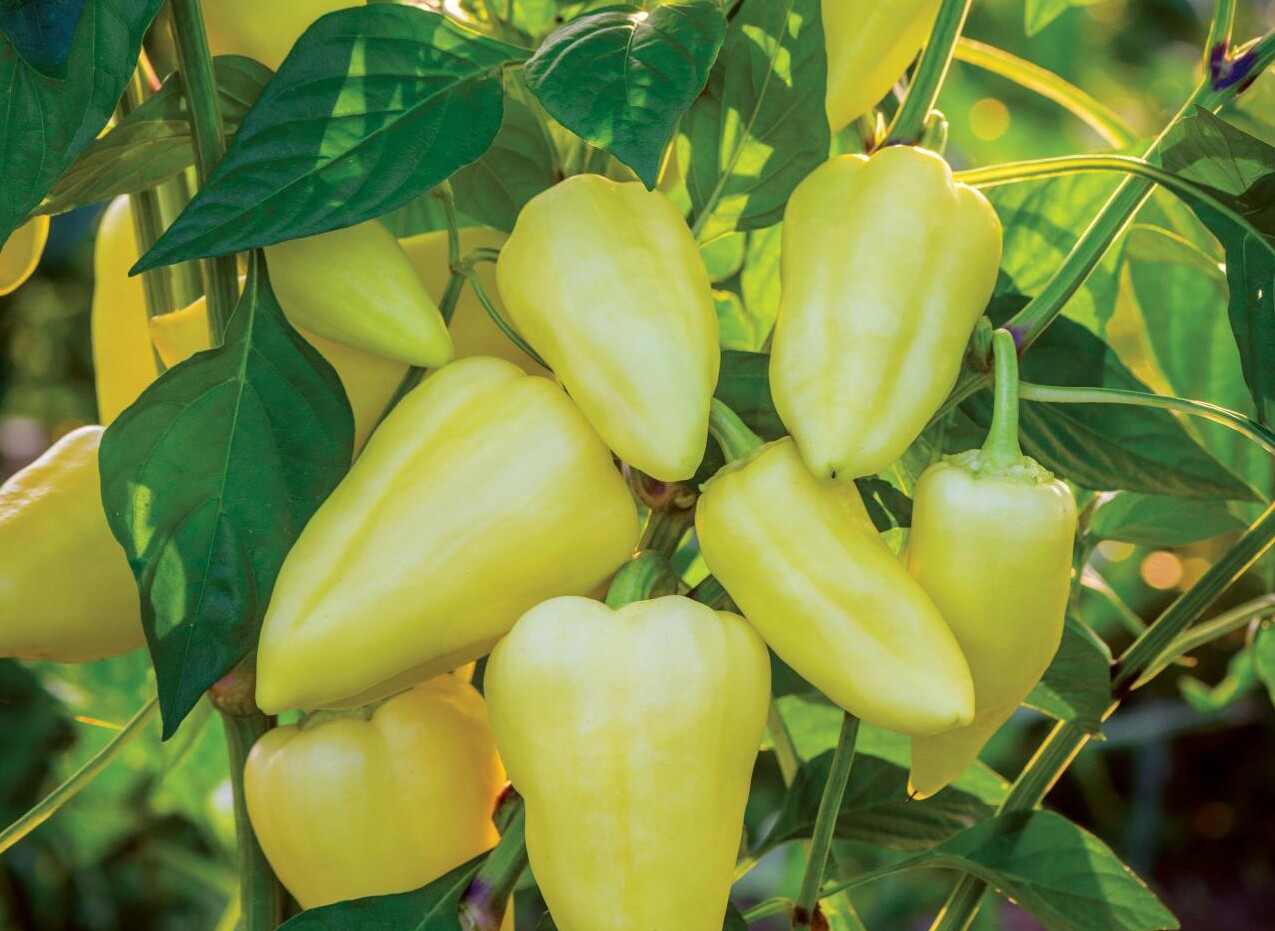 11 new vegetables to grow in your garden - The San Diego Union-Tribune 11 new vegetables to grow in your garden - The San Diego Union-Tribune