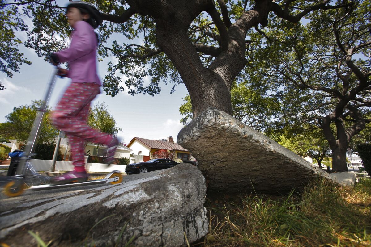 A youngster delights in scootering over a broken sidewalk on Saturn Street in Los Angeles. Homeowners, however, are frustrated by the city's decades-long neglect of jagged sidewalks that have been lifted by the roots of the stately oaks that line the street.