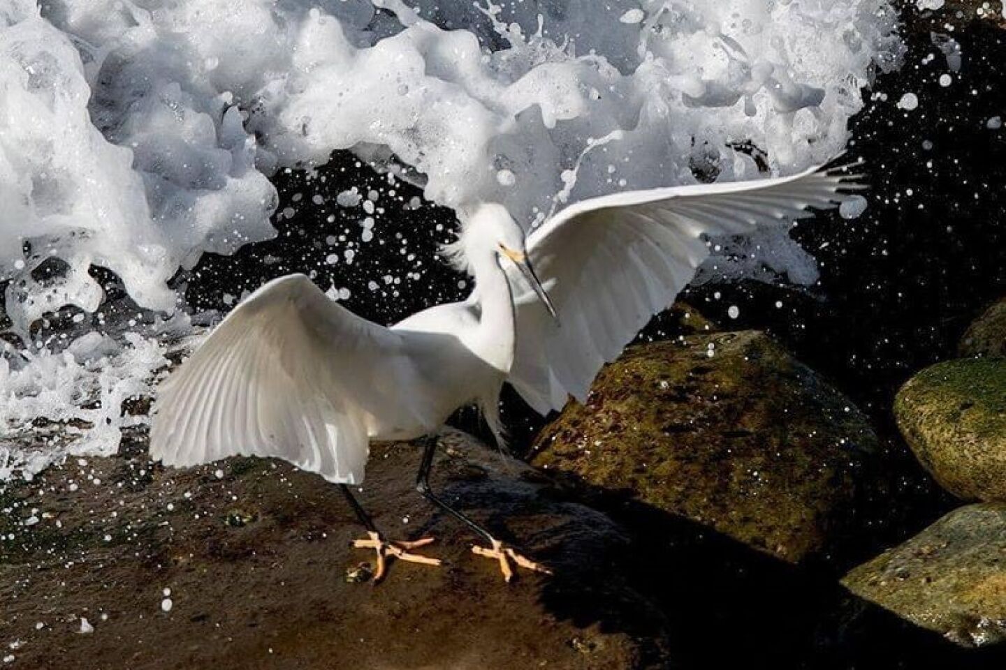 Penny Wilkes snowy egret.jpg