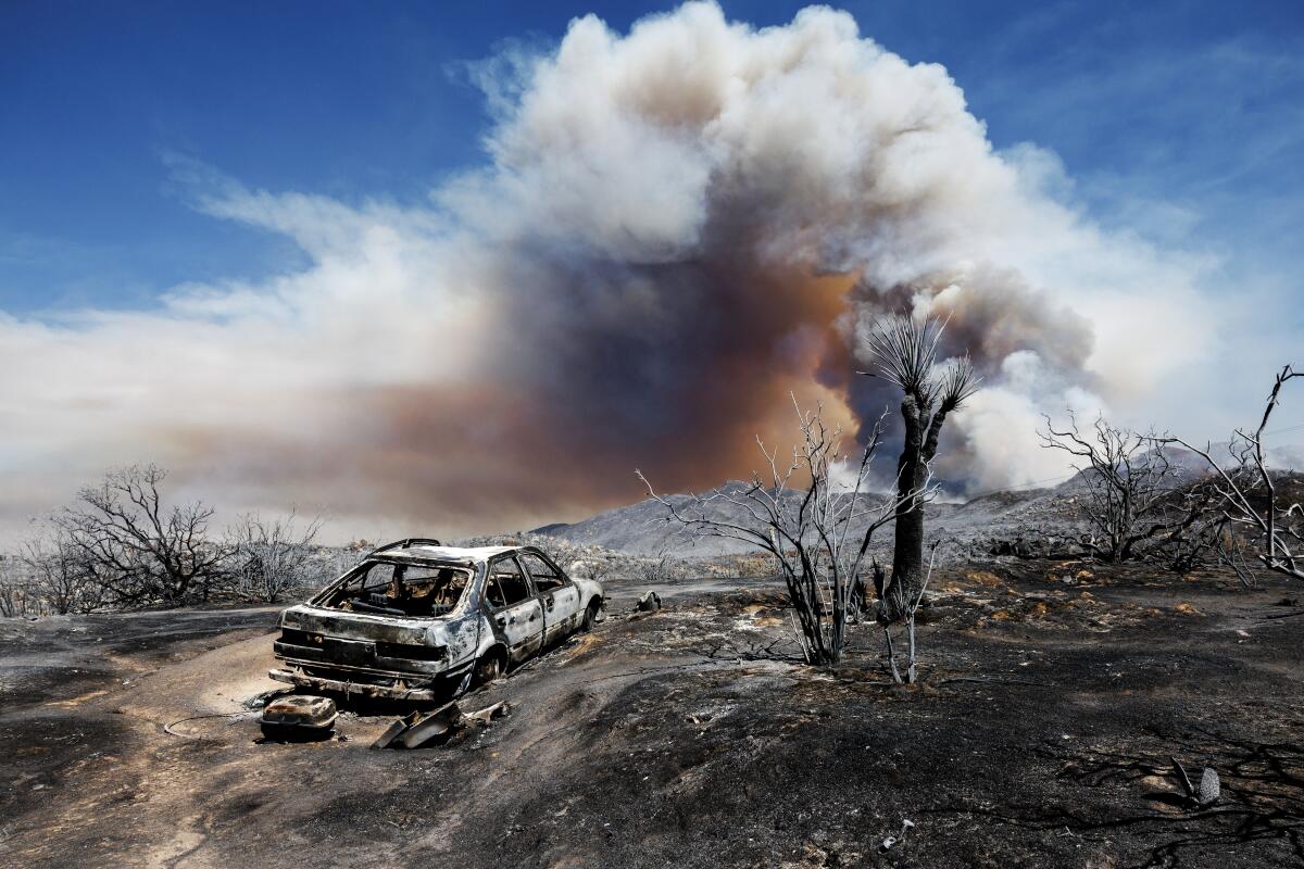 A burned car and trees in front of a wildfire smoke plume.