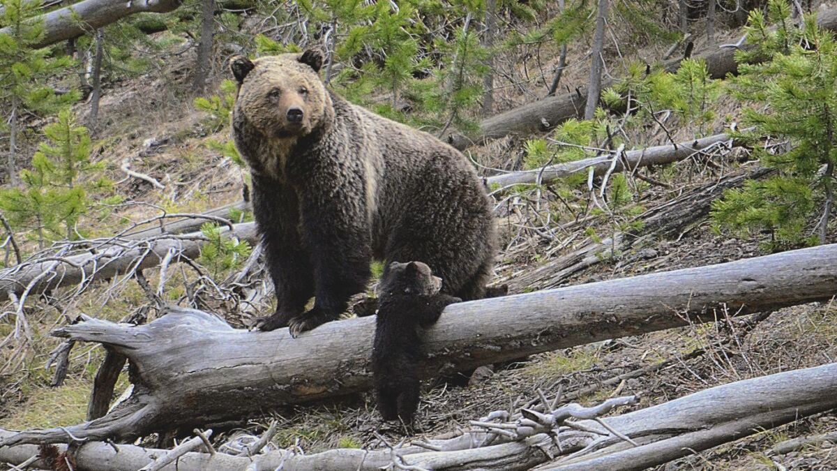 A grizzly bear and her cub last month along the Gibbon River in Yellowstone National Park in Wyoming.