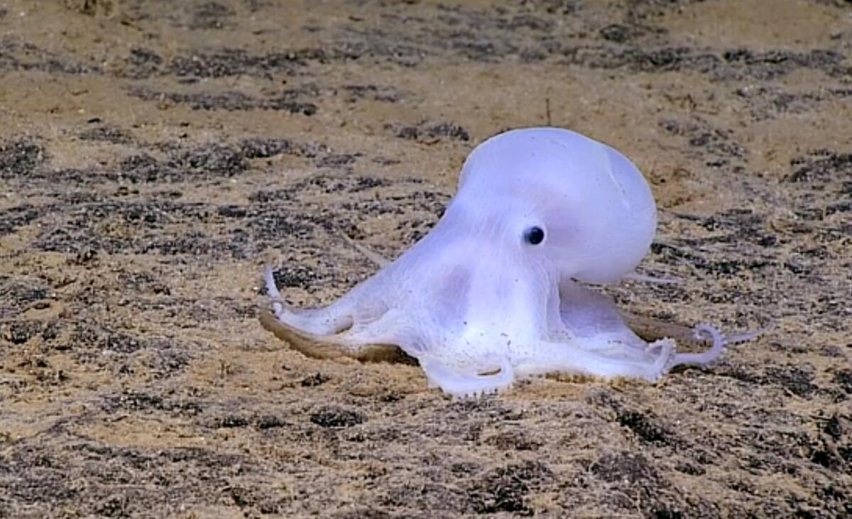 A ghostlike octopod moves along the deep ocean floor 