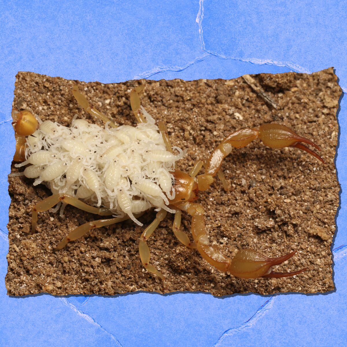 A scorpion with a bunch of tiny white scorpions on its back.