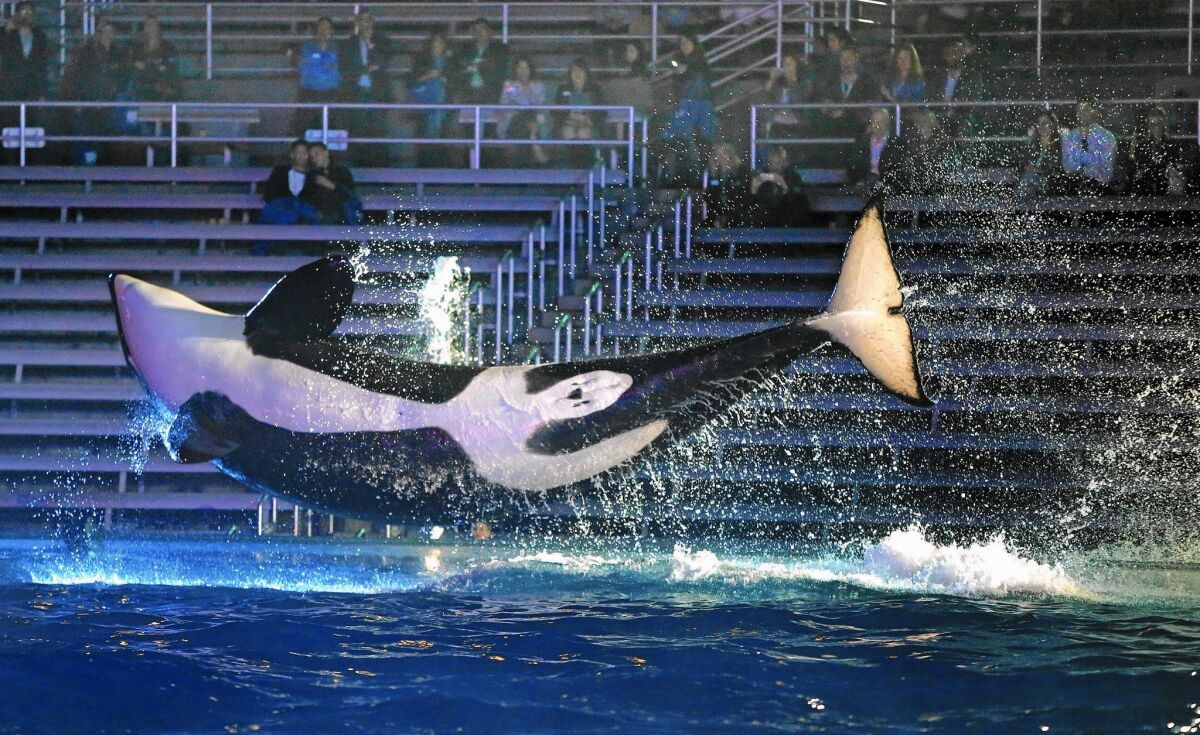 An orca leaps above its pool during a performance at SeaWorld San Diego.