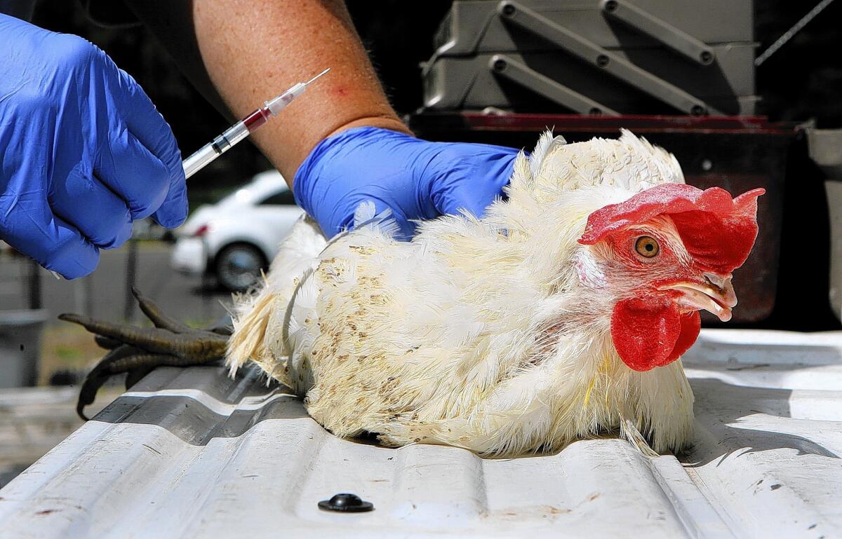 Susanne Kluh, who heads up disease surveillance for the Greater Los Angeles County Vector Control District, demonstrates how a blood sample is taken from one of the "sentinel chickens" that are used to monitor West Nile disease and other bird-hosted, mosquito-borne illnesses.