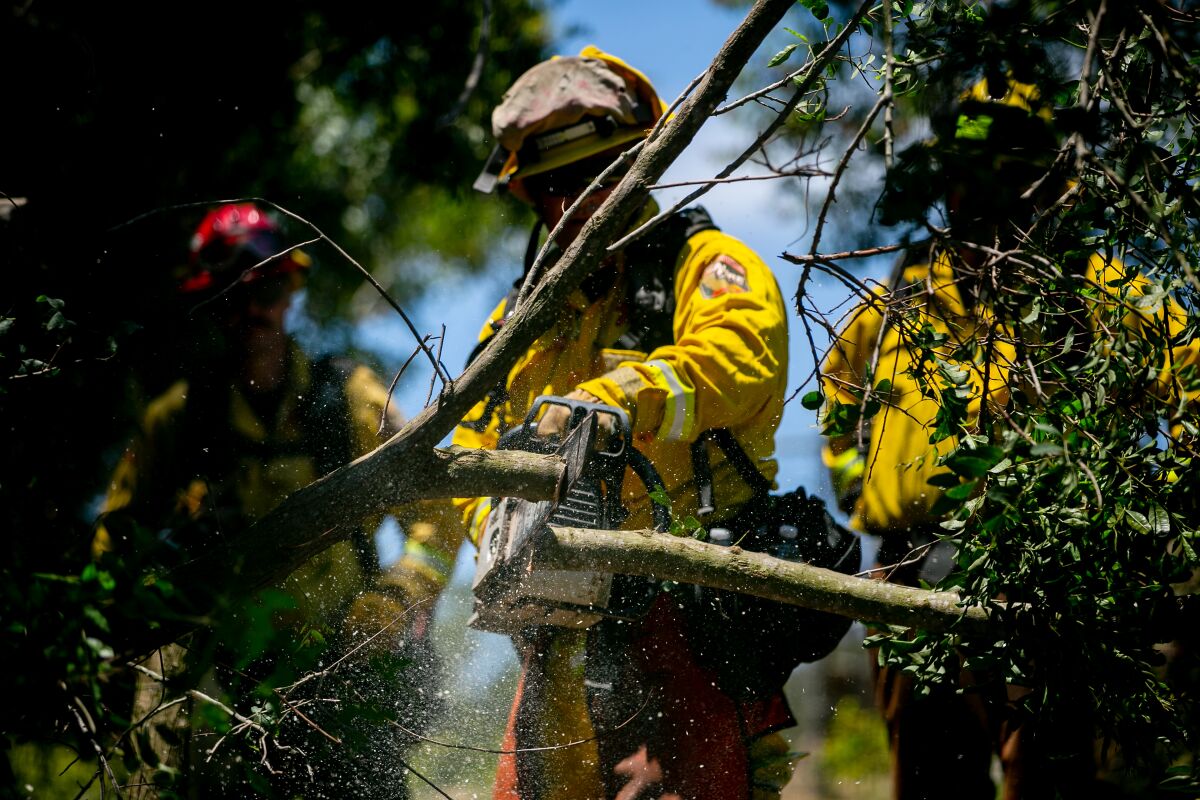 Cal Fire seasonal firefighters create fuel breaks around homes while also recertifying their chainsaw training on June 28 in Crest, Calif.
