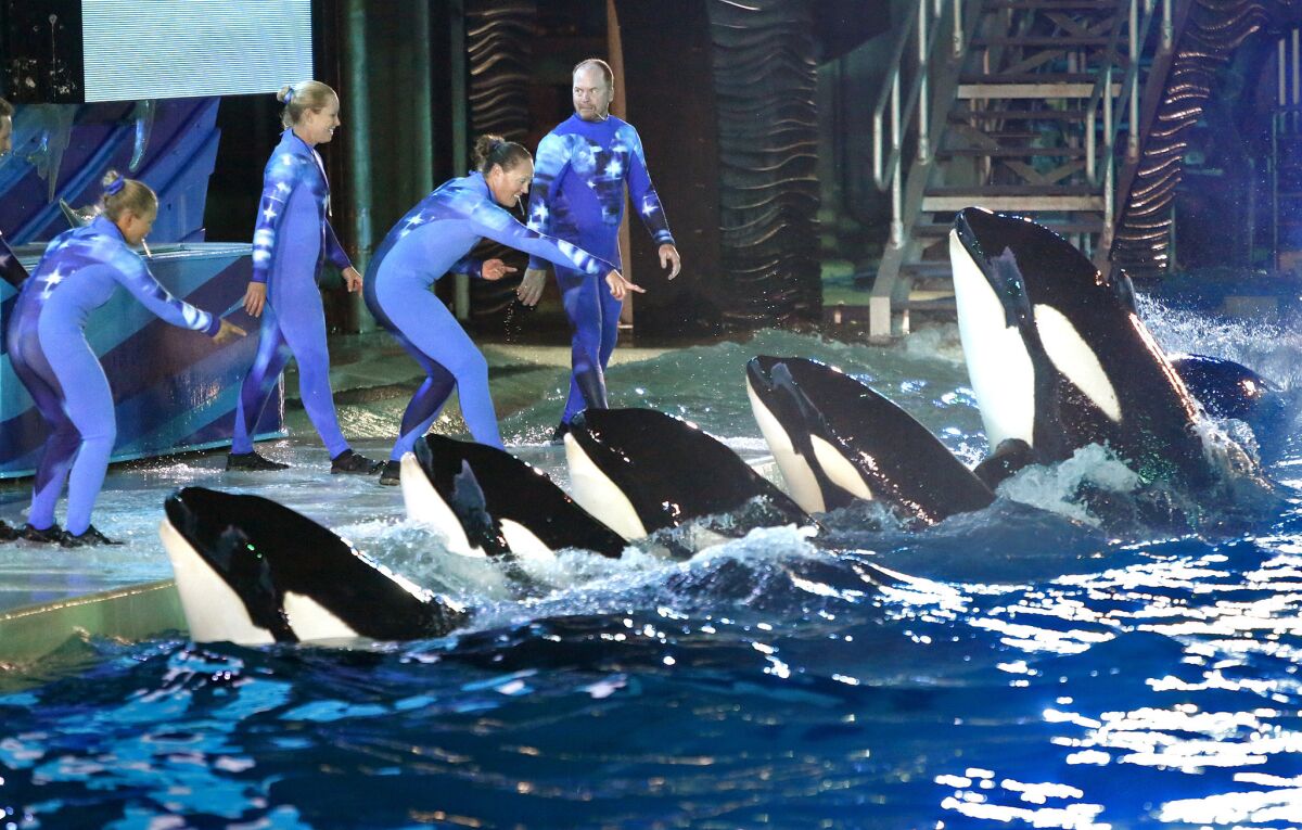 During a 2014 performance at Shamu Stadium, trainers direct orcas at SeaWorld San Diego.