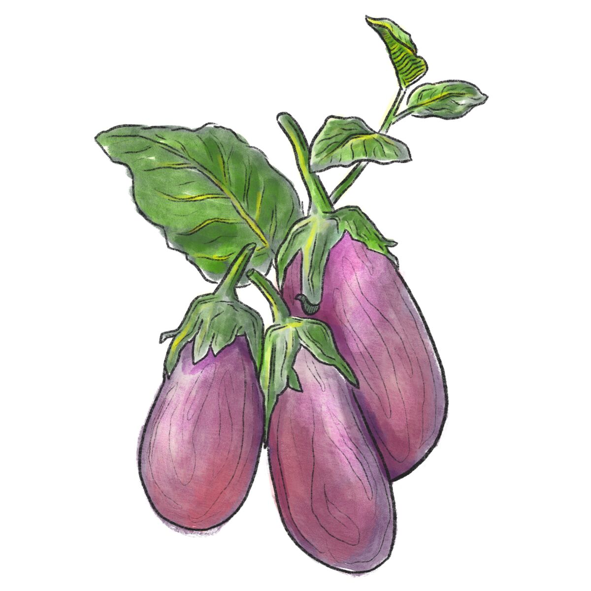An illustration of eggplants with leaves