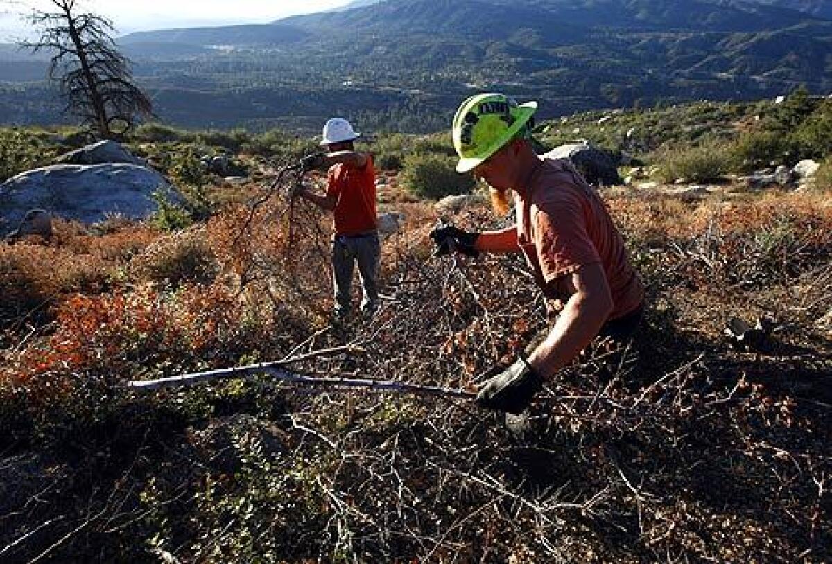 James Fleming, right, and William Jewett of Stand Dynamics clear brush on U.S. Forest Service land in Idyllwild as part of a seasonal fire abatement program. More photos >>>