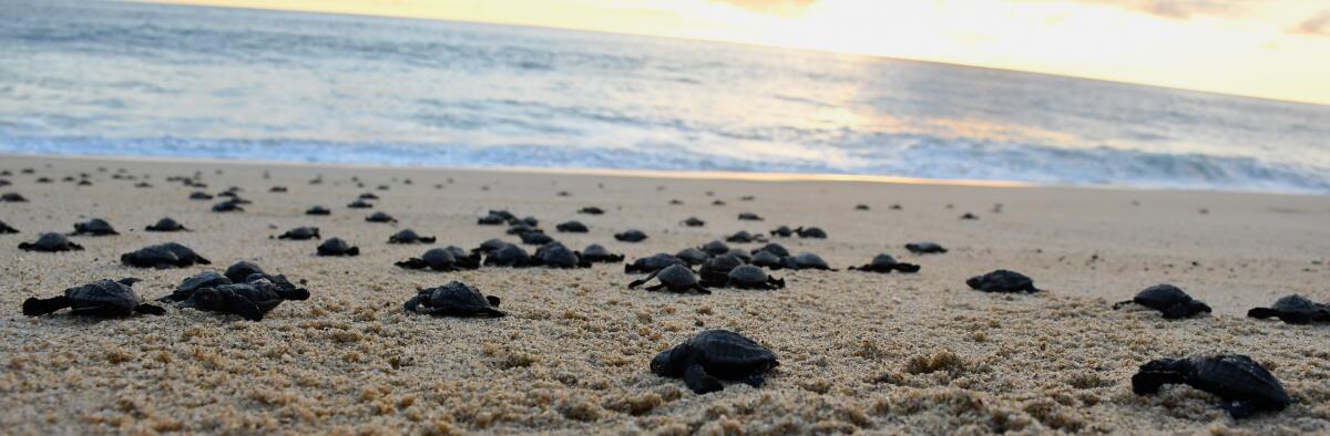 In fall and winter, volunteers release hatchling sea turtles often on a beach in Todos Santos, Mexico.
