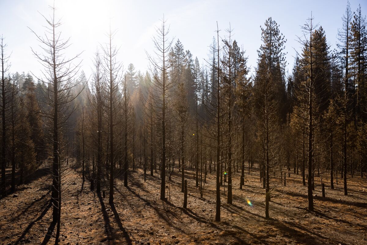 About 40% of McGee's Christmas Tree Farm five acre lot in Grizzly Flats, California was burned by the Caldor Fire 