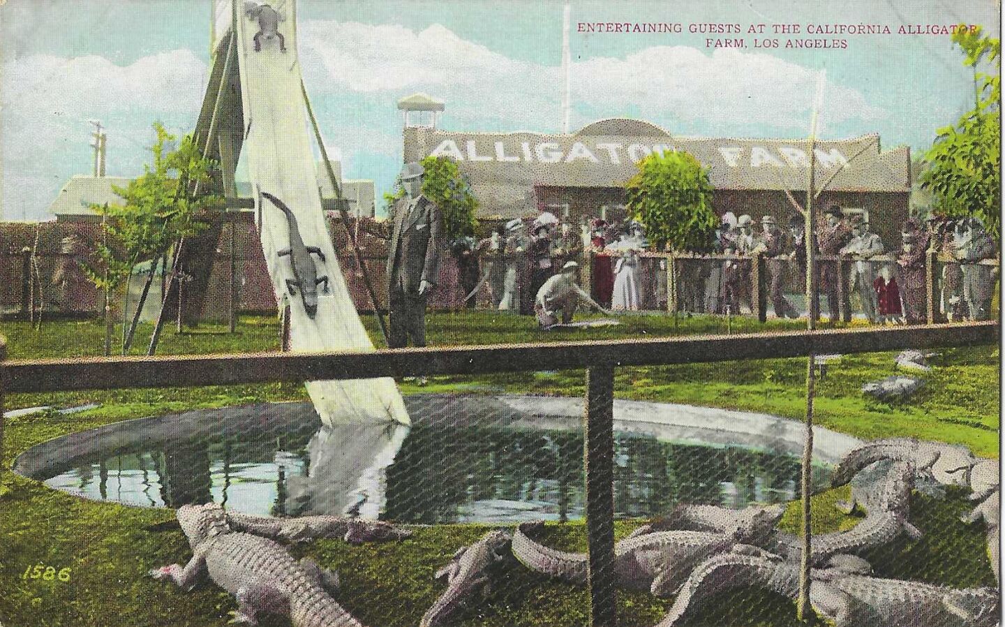 The alligators are entertaining the guests on this vintage postcard, but one wonders how the gators got to the top of the slide.