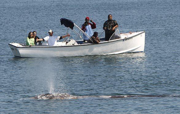 Gray whale