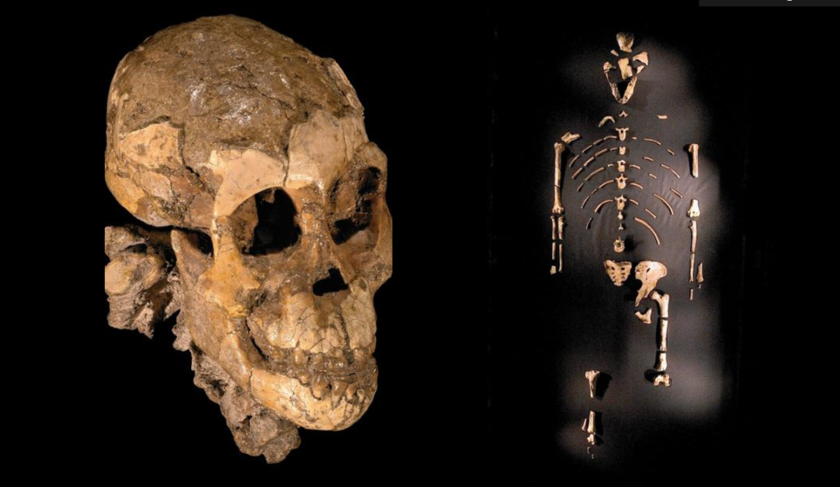 australopithecus afarensis lucy skull