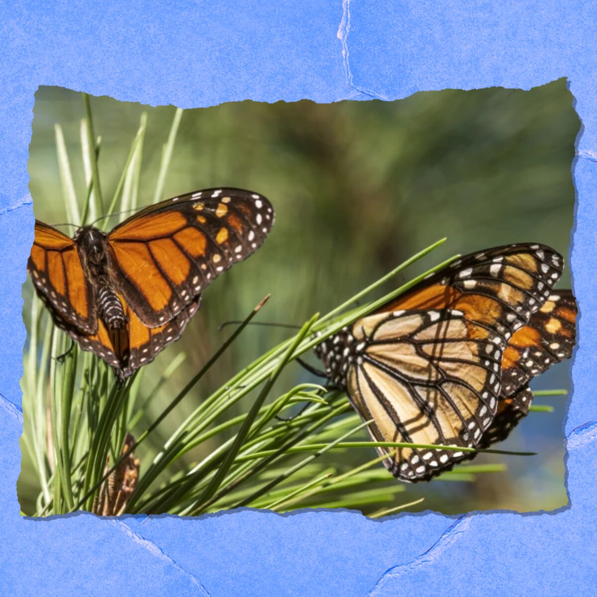 Closeup of two monarch butterflies.