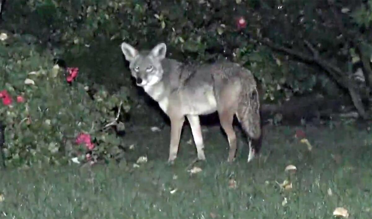 A coyote in a yard at night.