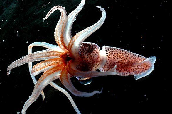 Spotted squid