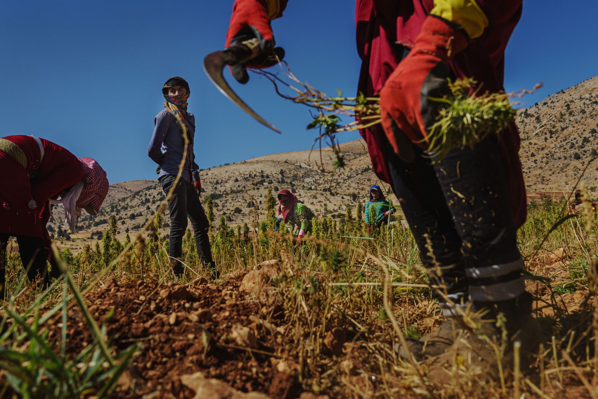 Farmworkers harvest cannabis plants at a plantation in Yammouneh, Lebanon.