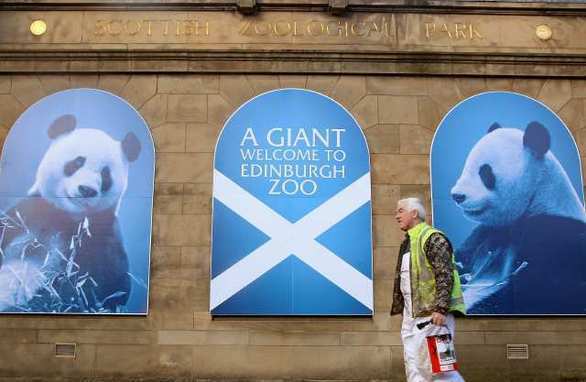 A worker finishes welcoming posters for the pandas at the Edinburgh Zoo.