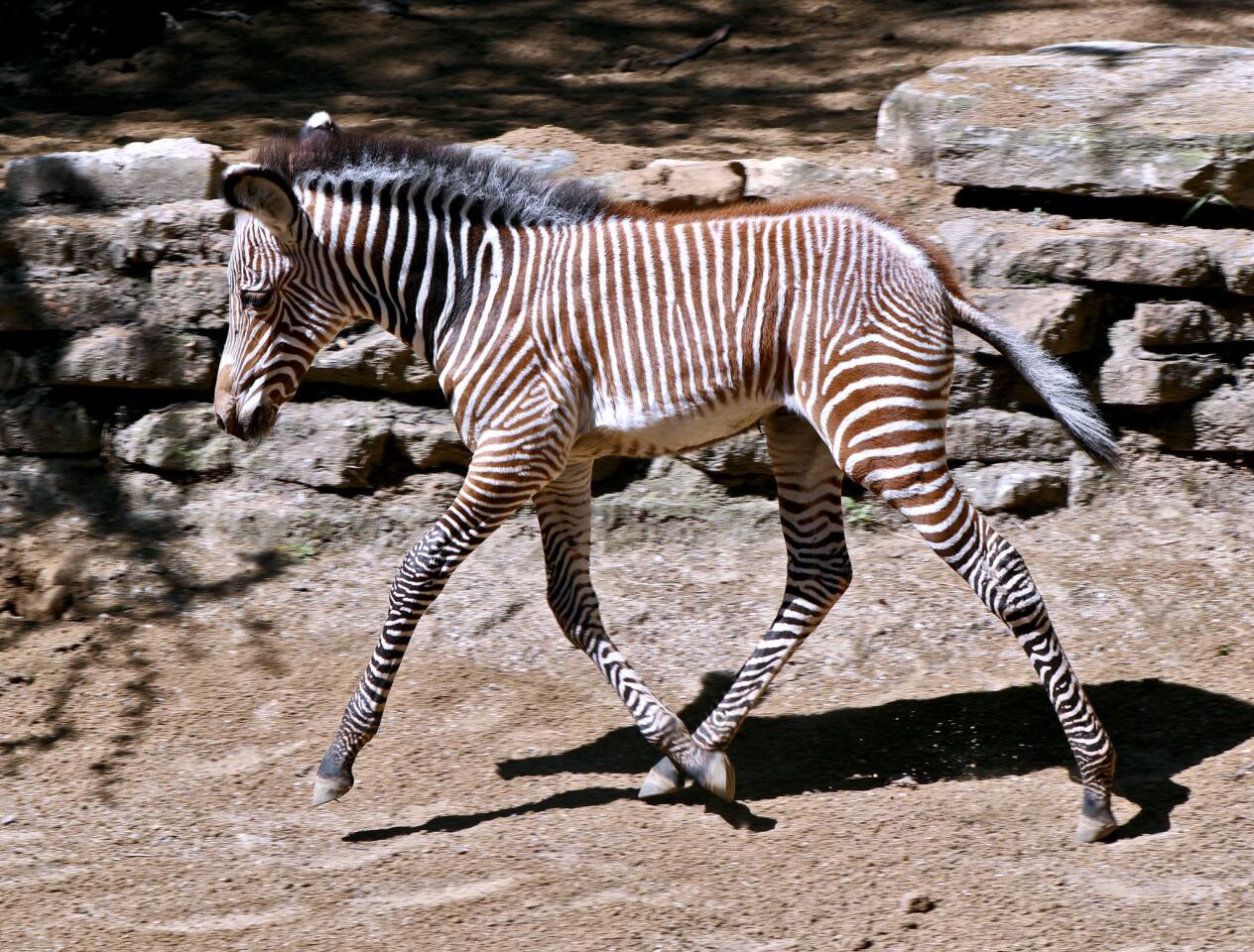 A three-week old Grevy's Zebra played in its enclosure, keeping close to the mother, at the Los Angeles Zoo on Tuesday, April 23, 2019. The unnamed female zebra, born April 2, is the first successful birth at the L.A. Zoo since 1988. The father is seven-year old Khalfani and the mother is five-year old Jamila.