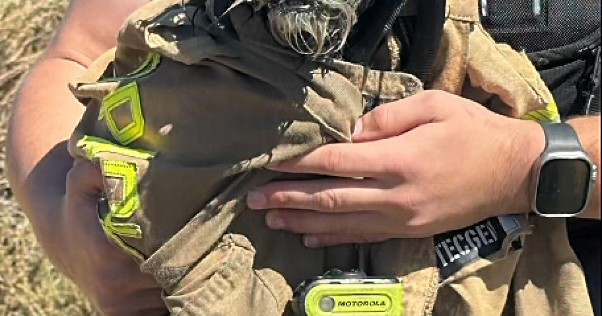 Regarder : Les pompiers sauvent des chiens perdus dans la baie de San Francisco