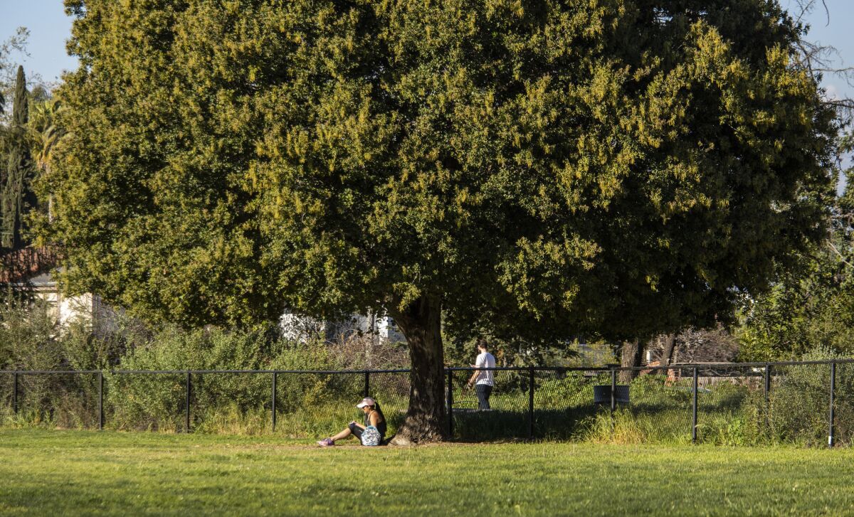 A woman sits under a tree on Silver Lake Meadow, east of Silver Lake Reservoir.