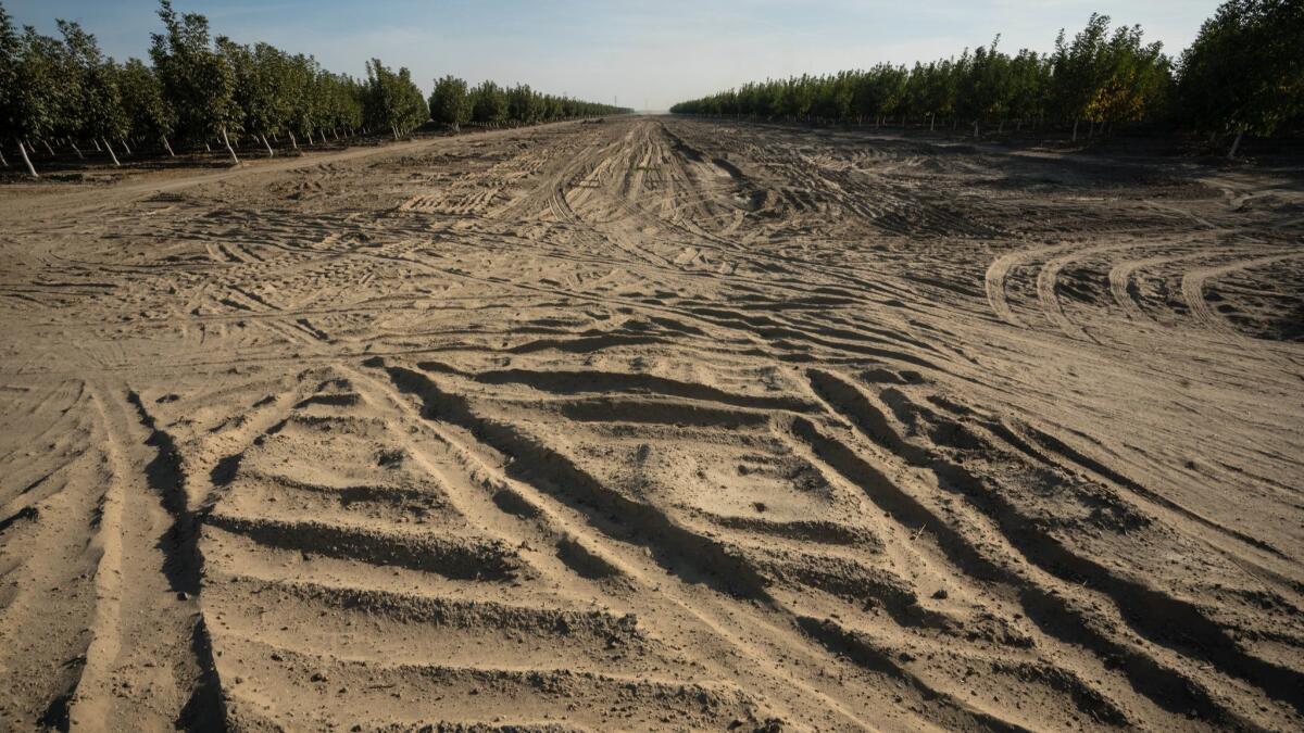 Right-of-way grading through an almond orchard in Kings County for the California bullet train.