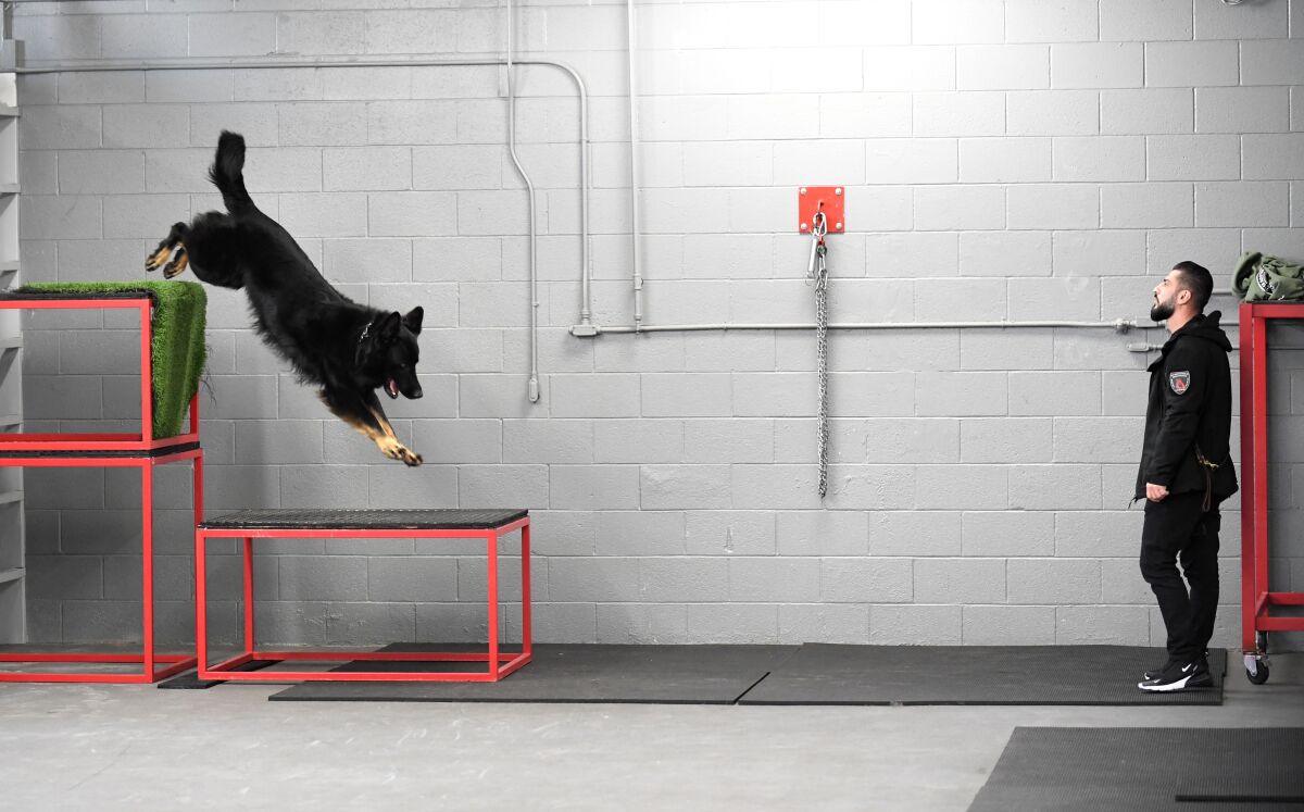 A dog jumps down obstacle stairs while watched by a trainer 