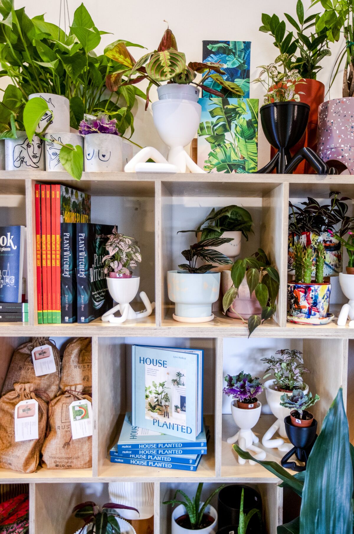 Shelves hold books, plants and botanically inspired goods.
