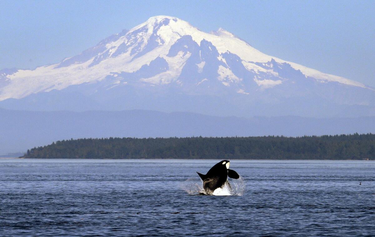 An orca breaches in view of Mt. Baker in Washington state's San Juan Islands on July 31.