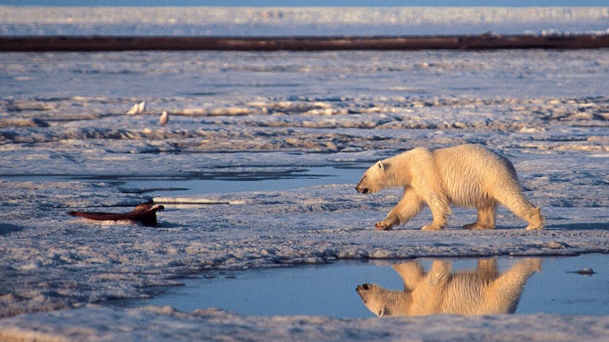 A polar bear crosses the Arctic National Wildlife Refuge.