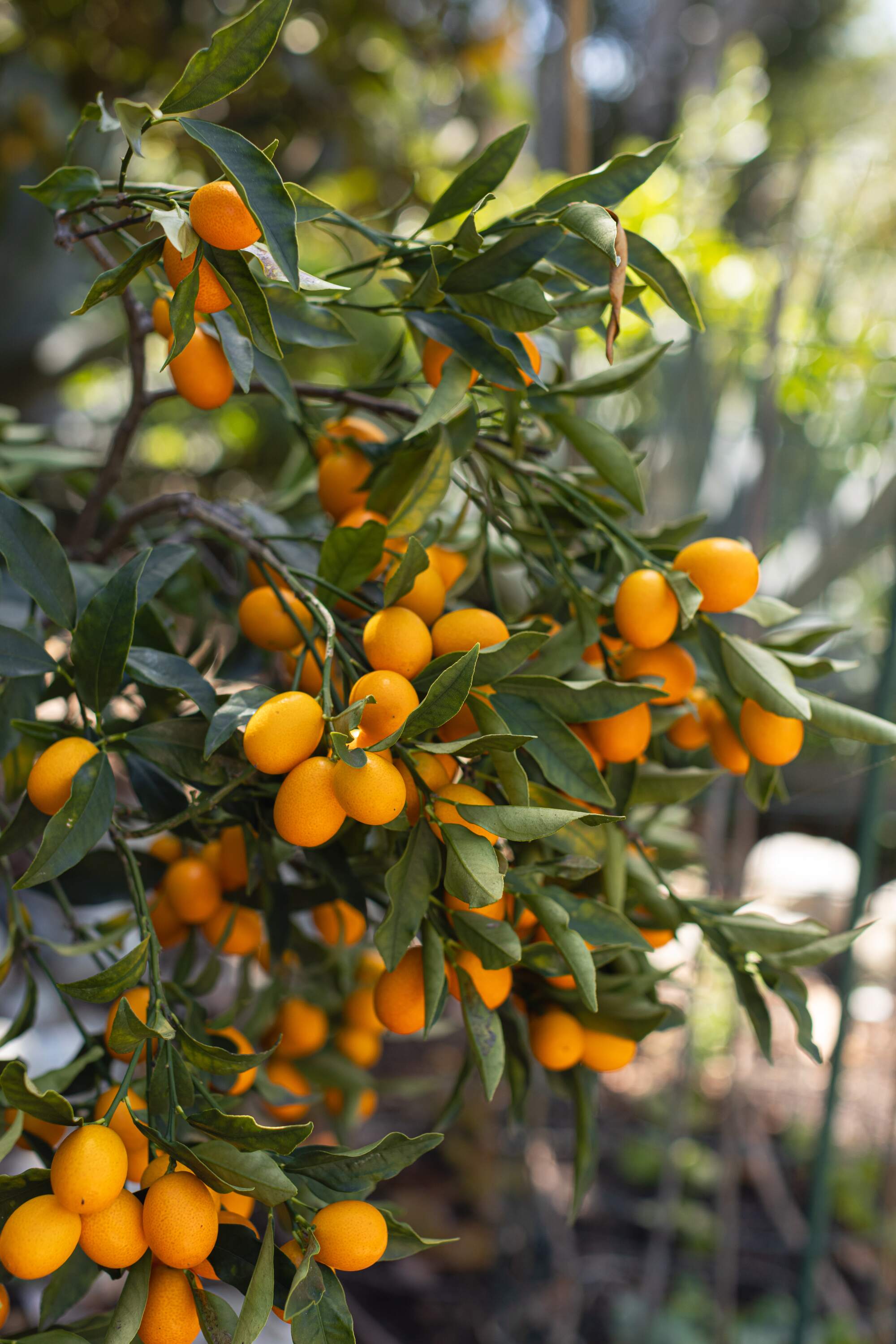 A citrus tree in the garden of chef Sara Kramer of Kismet in Los Angeles.  (Catherine Dzilenski / For The Times)