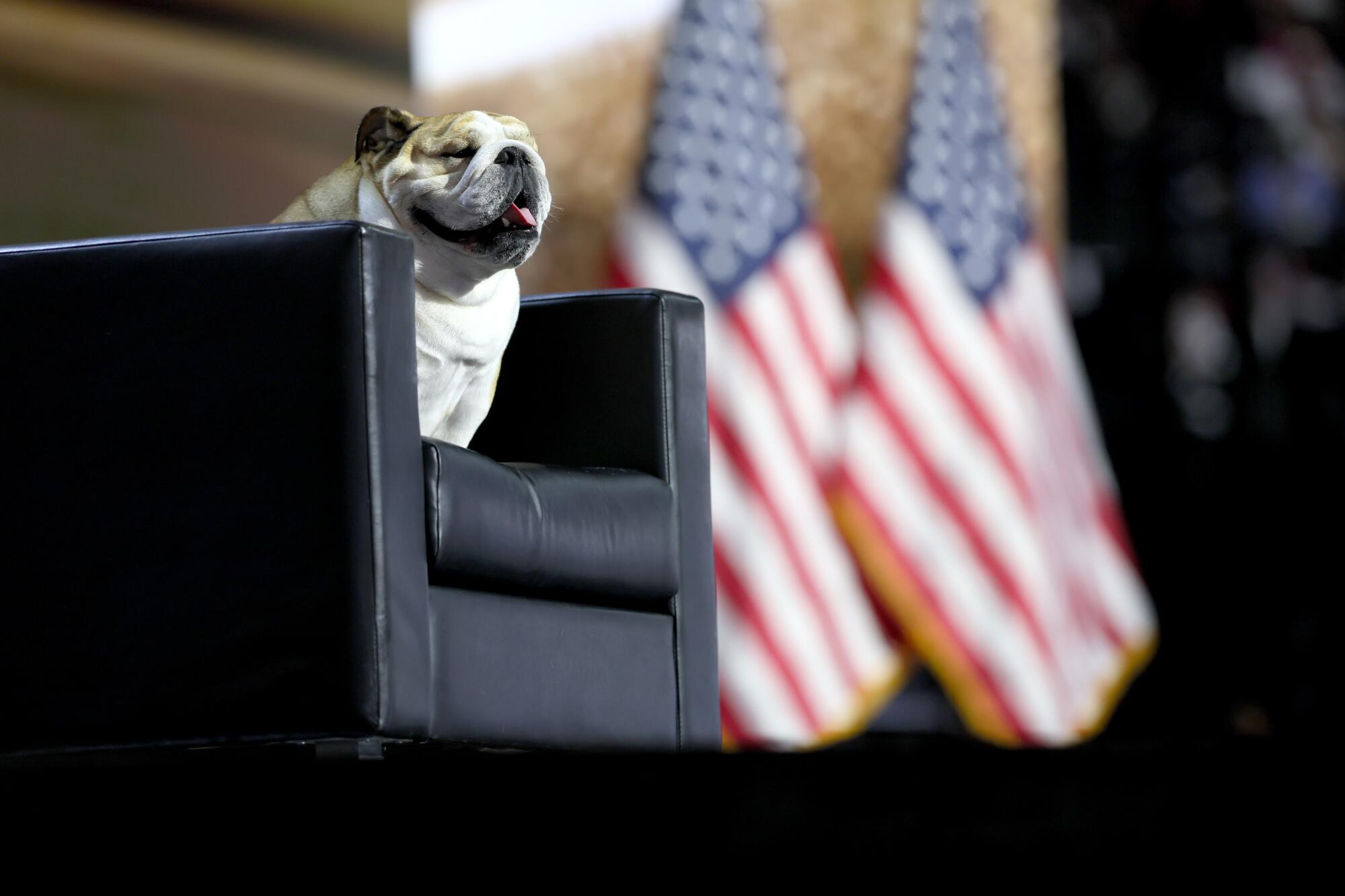 West Virginia Gov. Jim Justice's dog, "Baby Dog," during the Republican National Convention.